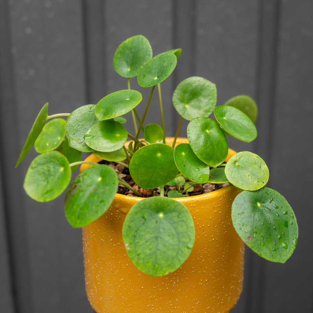 Plants