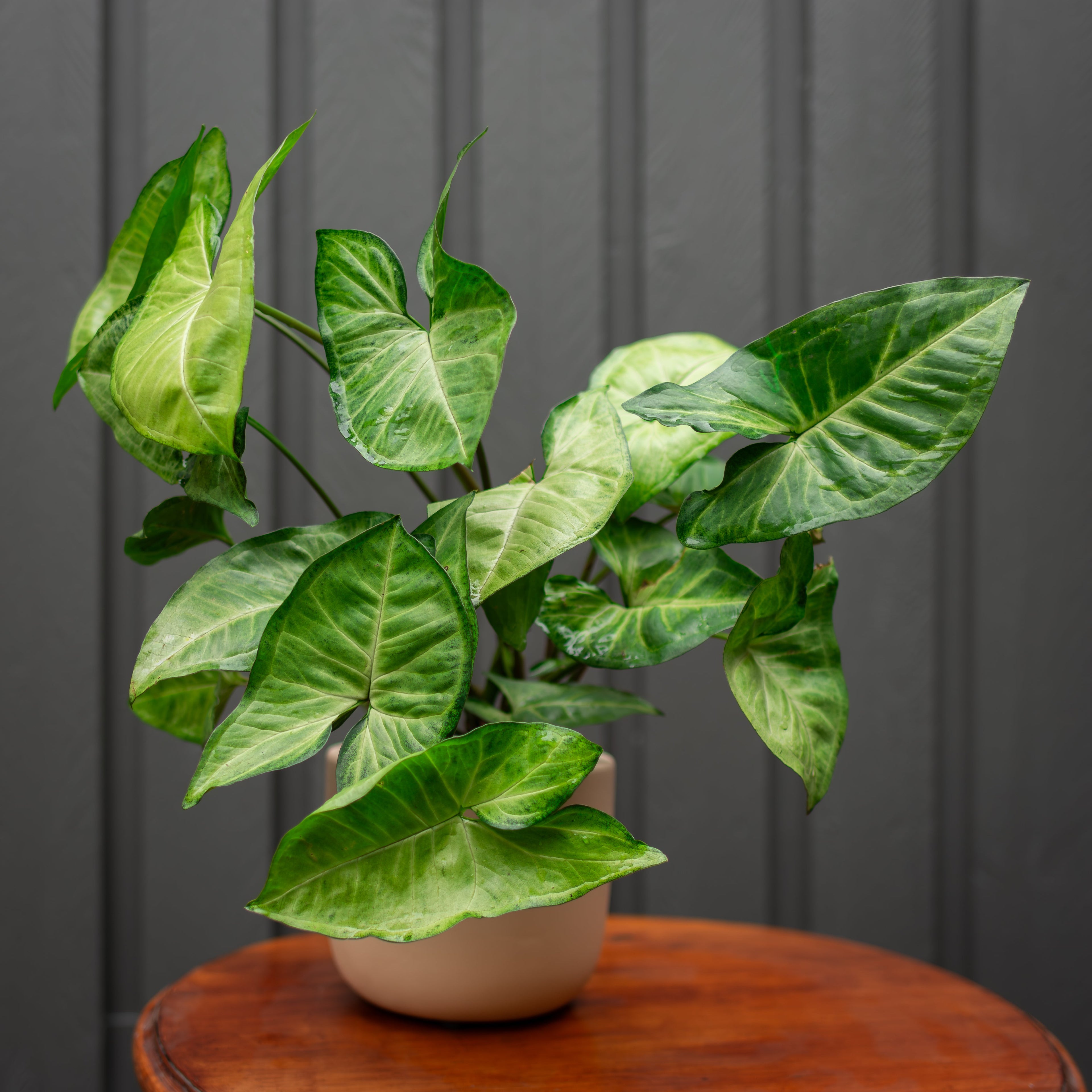 Plants