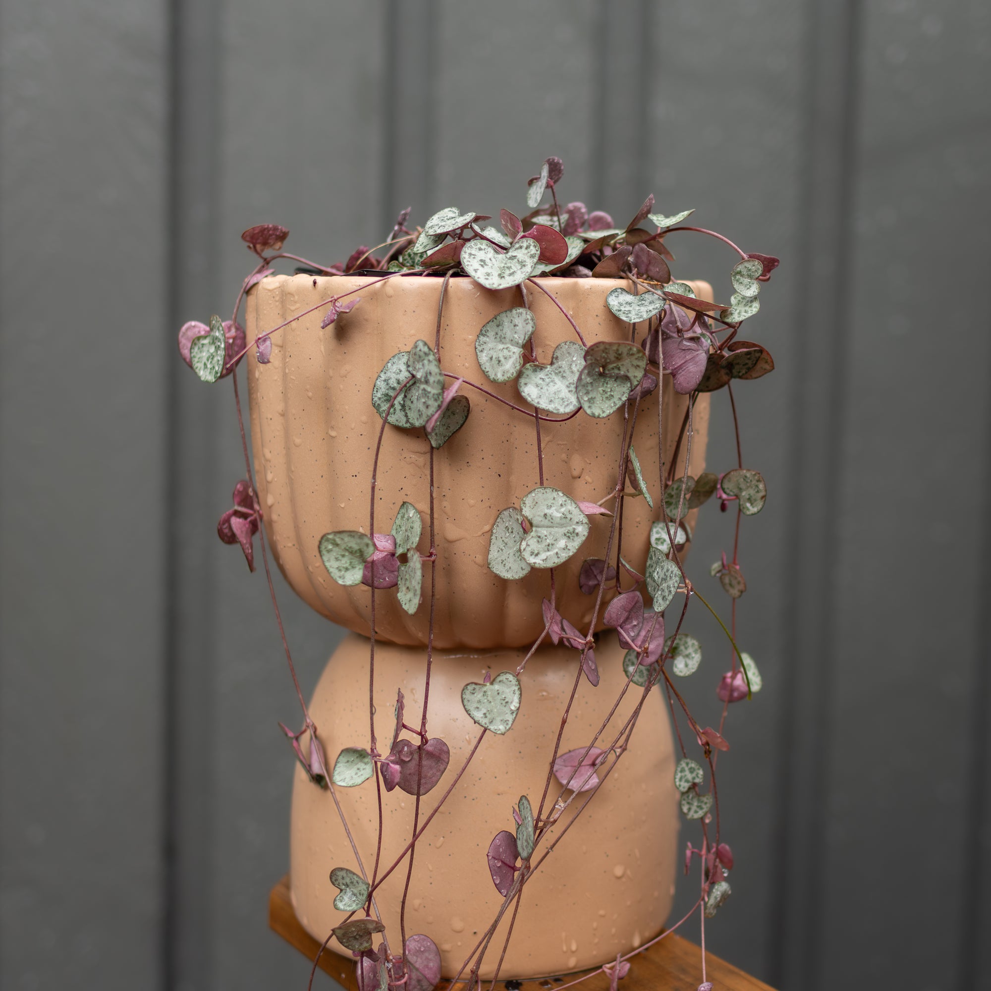 Terracotta planters with trailing plants