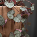 Close-up of a heart-shaped leafed plant with a terracotta pot in the background.