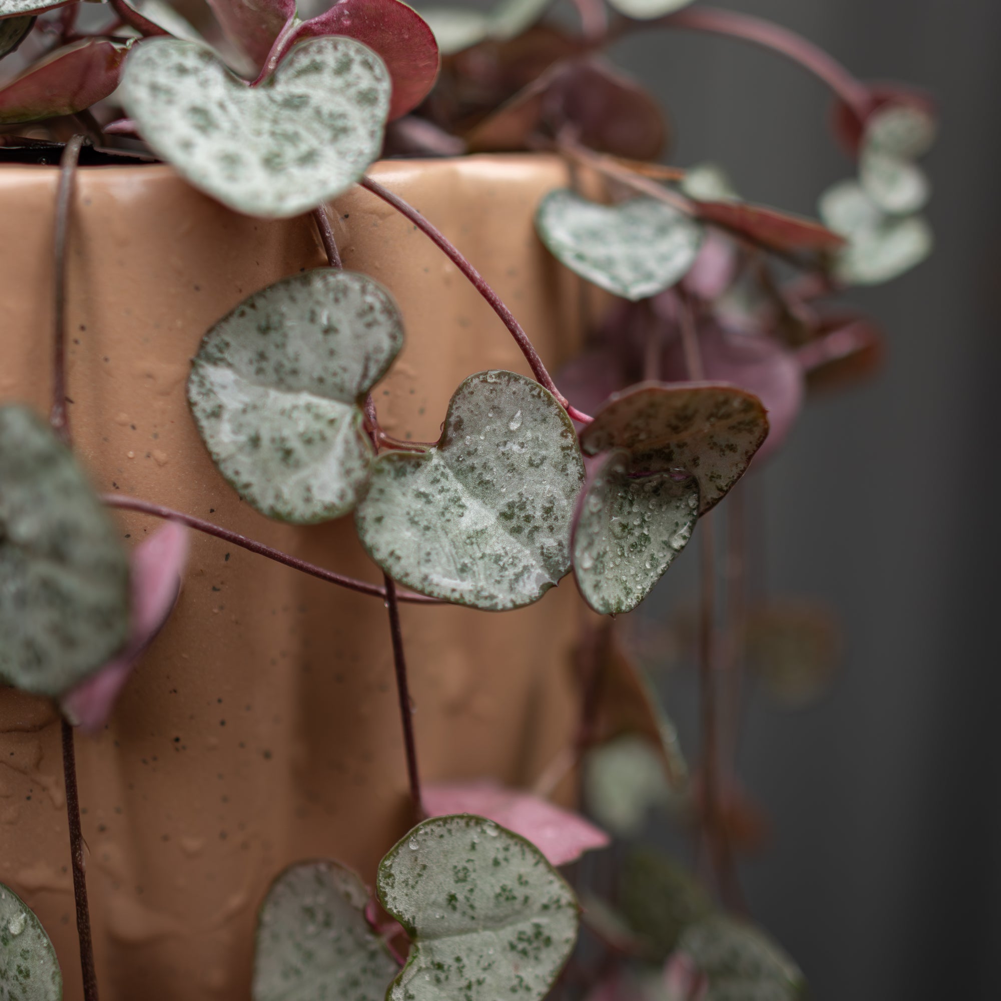 Close-up of a heart-shaped leafed plant with a terracotta pot in the background.
