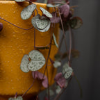 Chain of Hearts in Mustard Glazed Pot