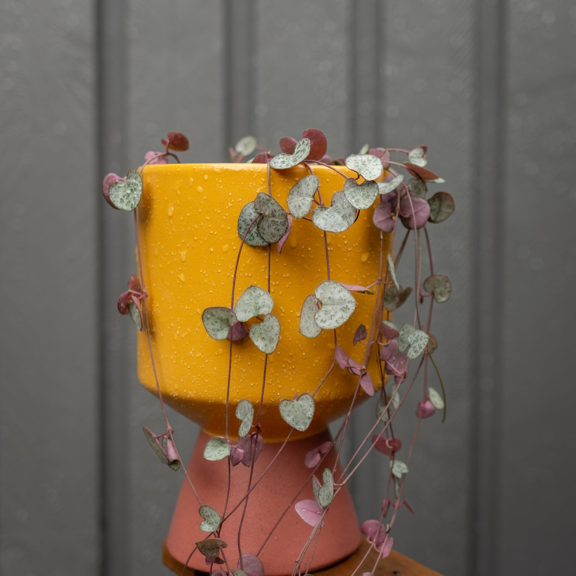 Yellow and pink planter with trailing plants