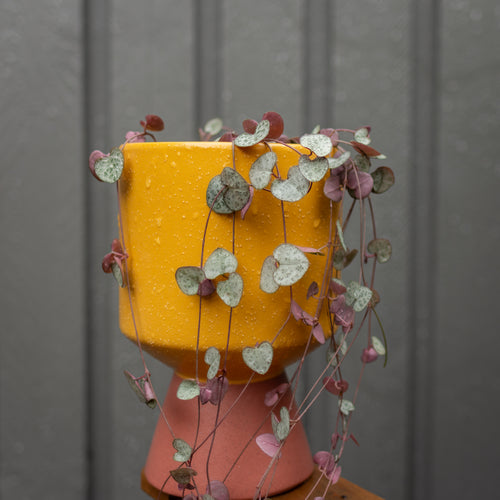 Yellow and pink planter with trailing plants