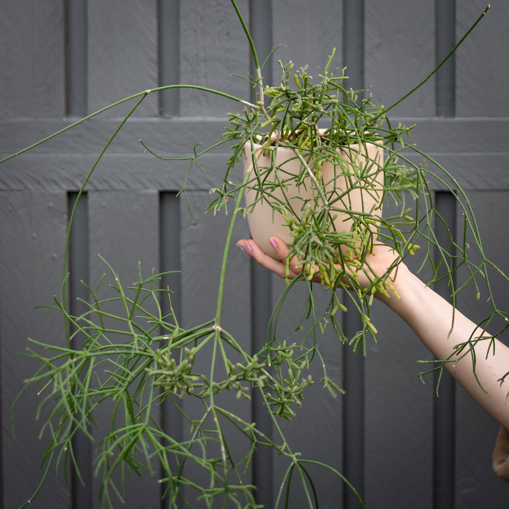 Plant of the Week for a Future Date