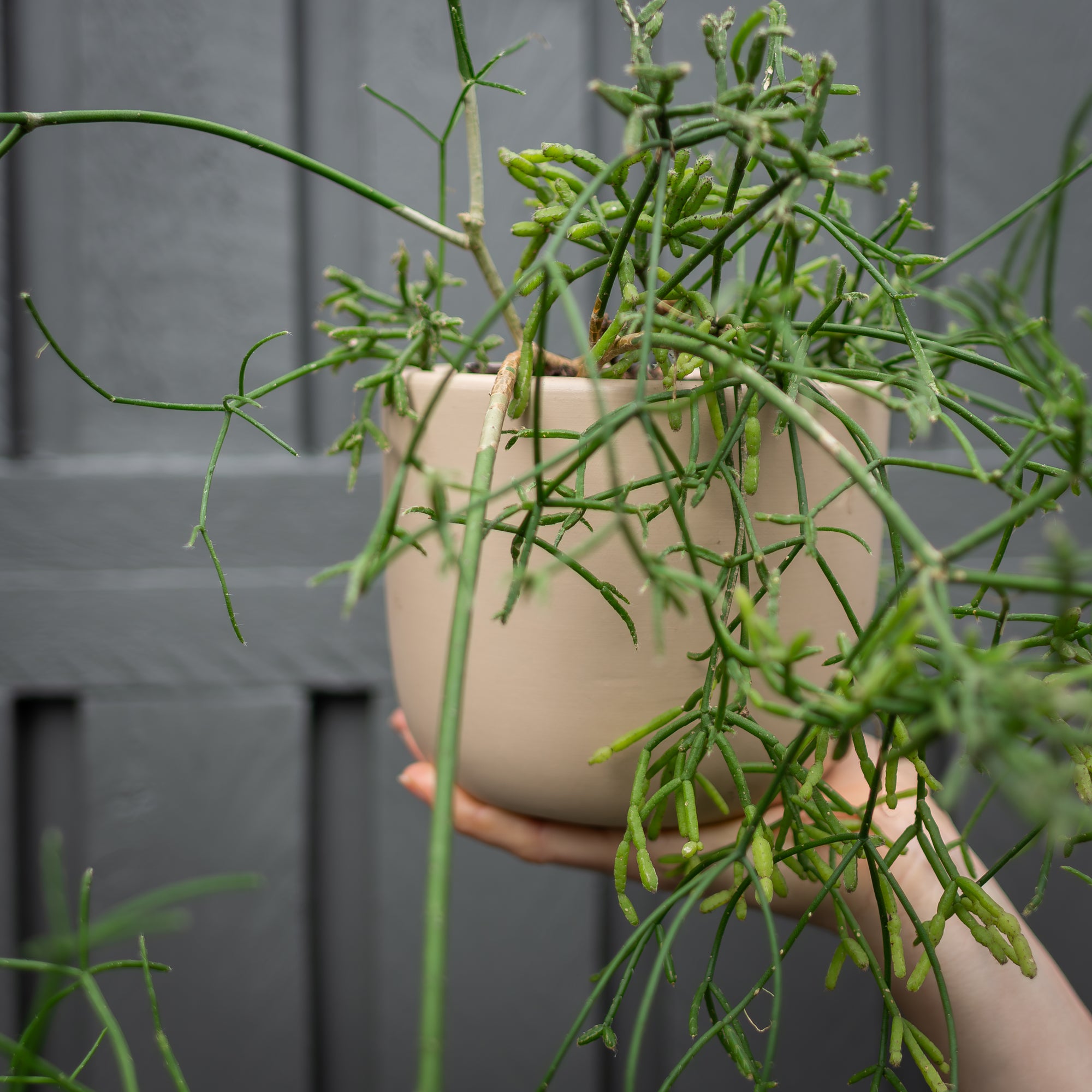 Plant of the Week for a Future Date