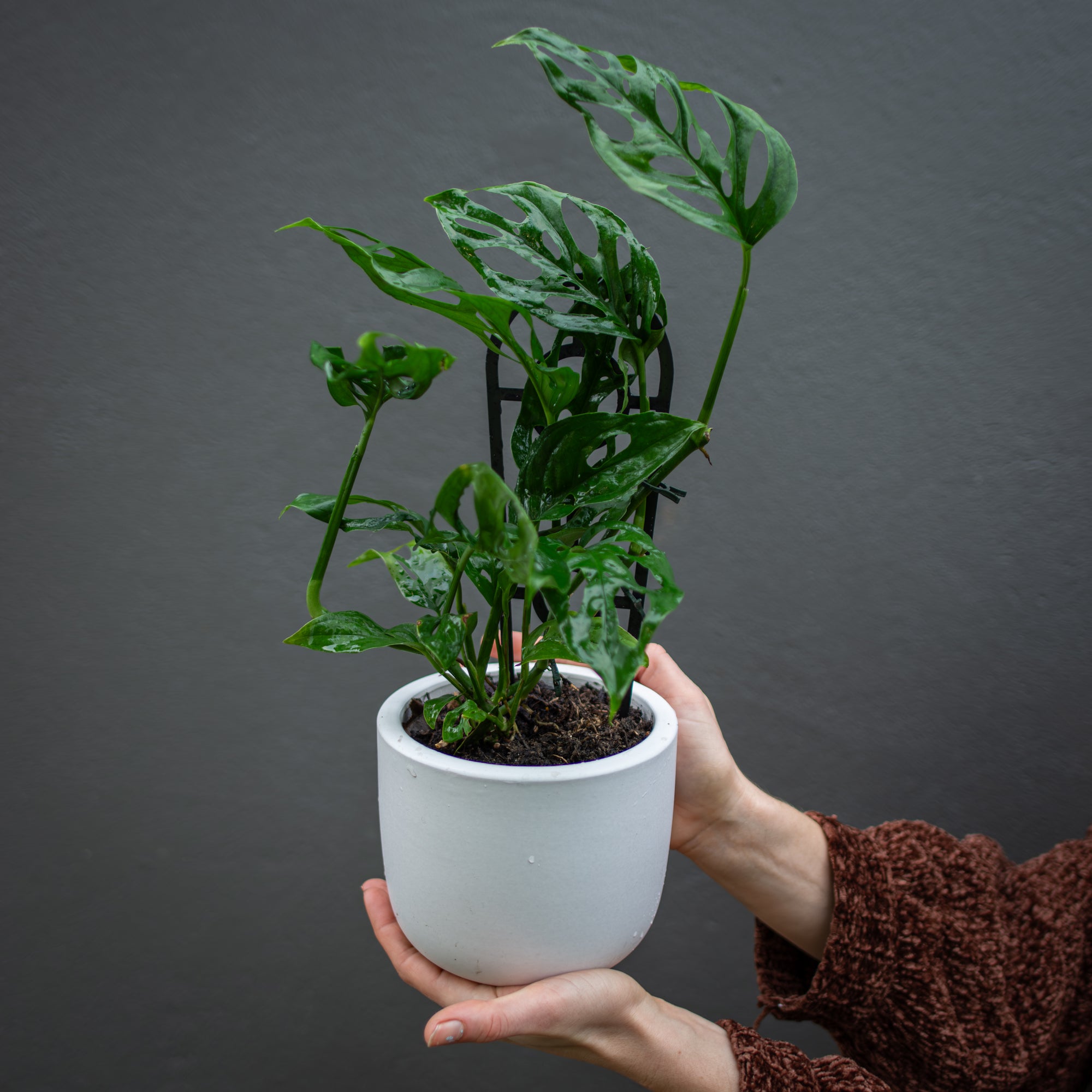 Plant of the Week for a Future Date