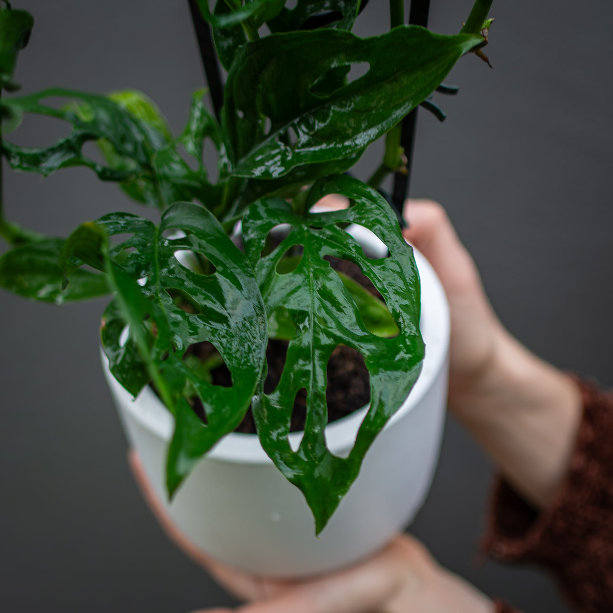 Monstera Adansonii - Swiss Cheese Plant