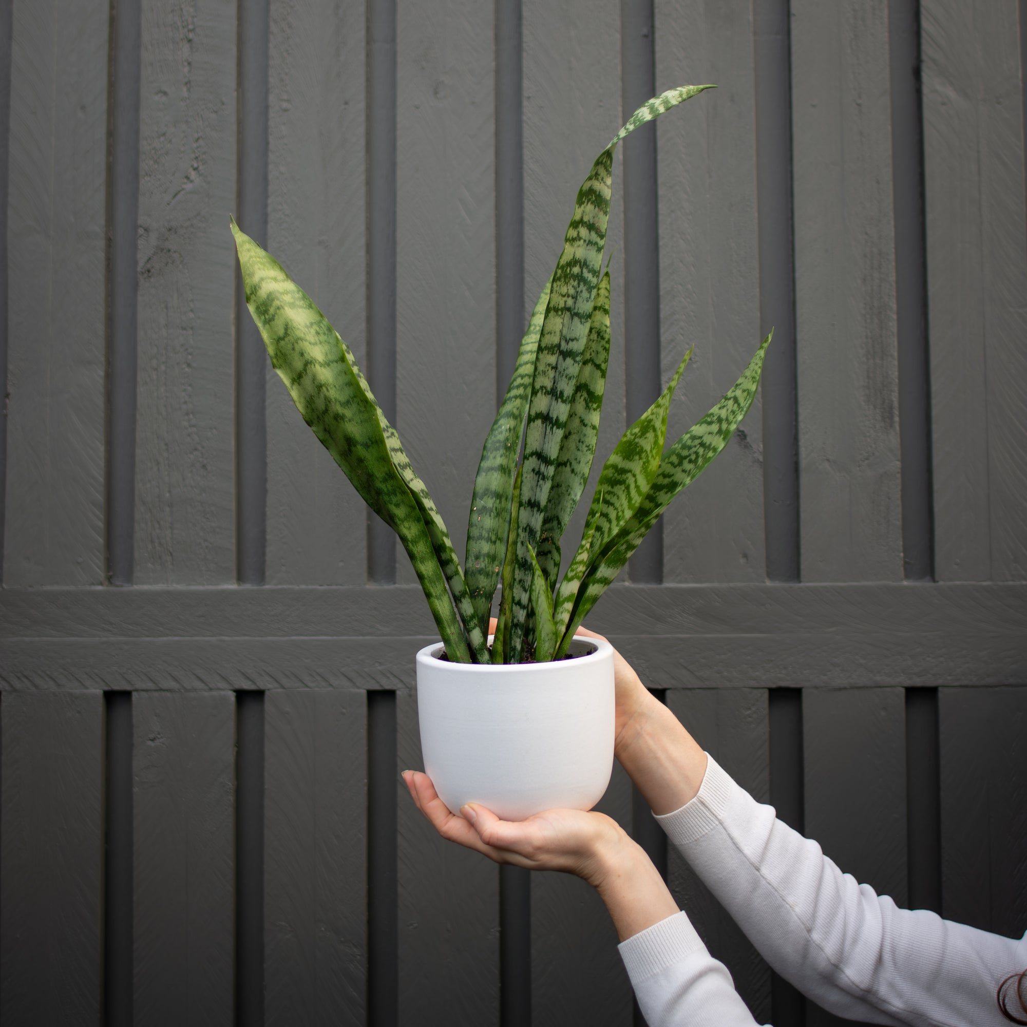 Sanseveria