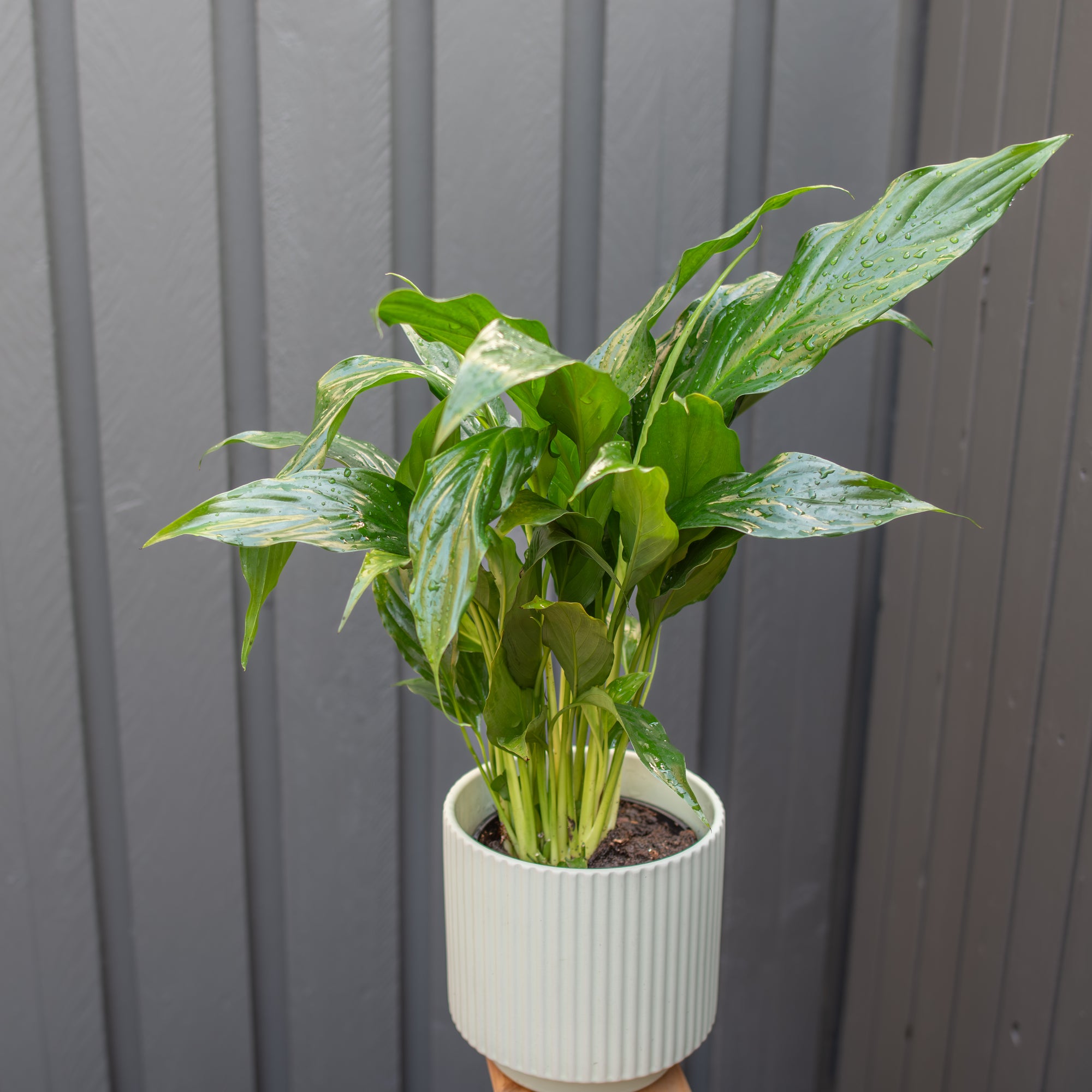 Plant of the Week