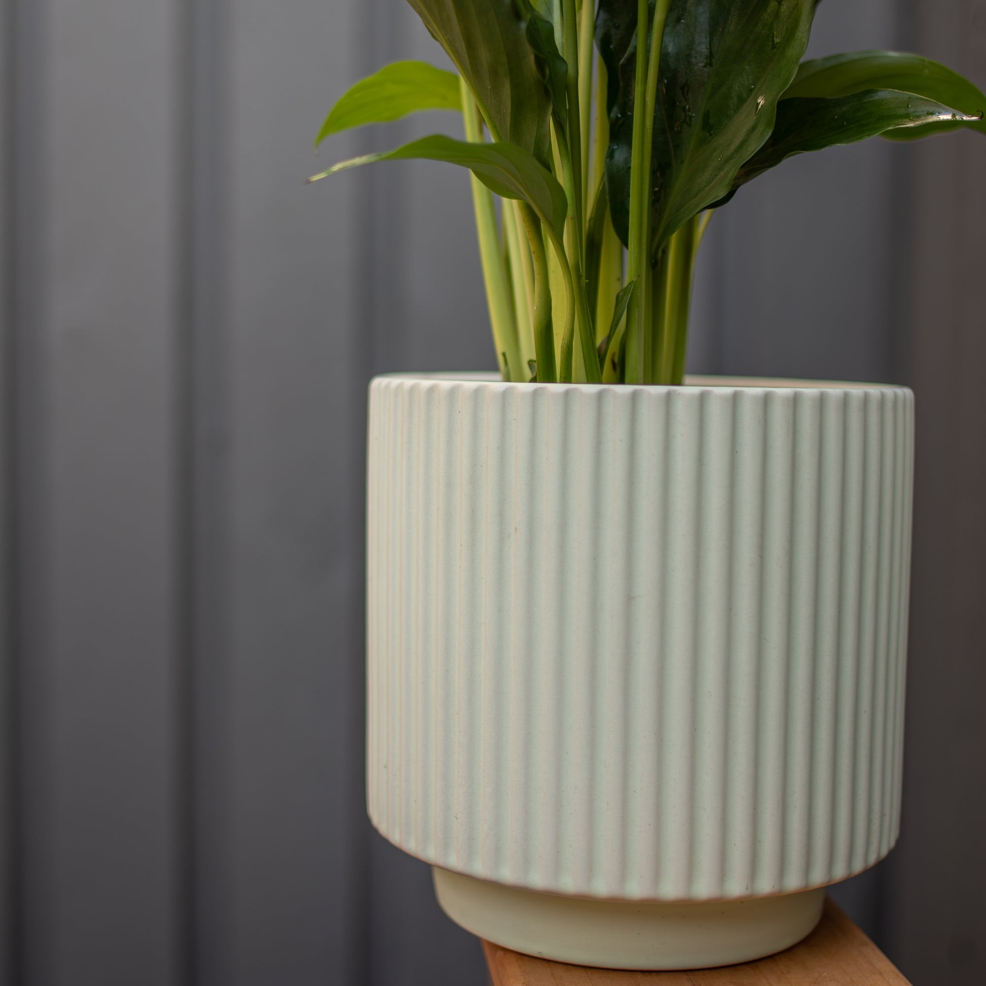 Plant of the Week
