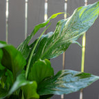 Plant of the Week