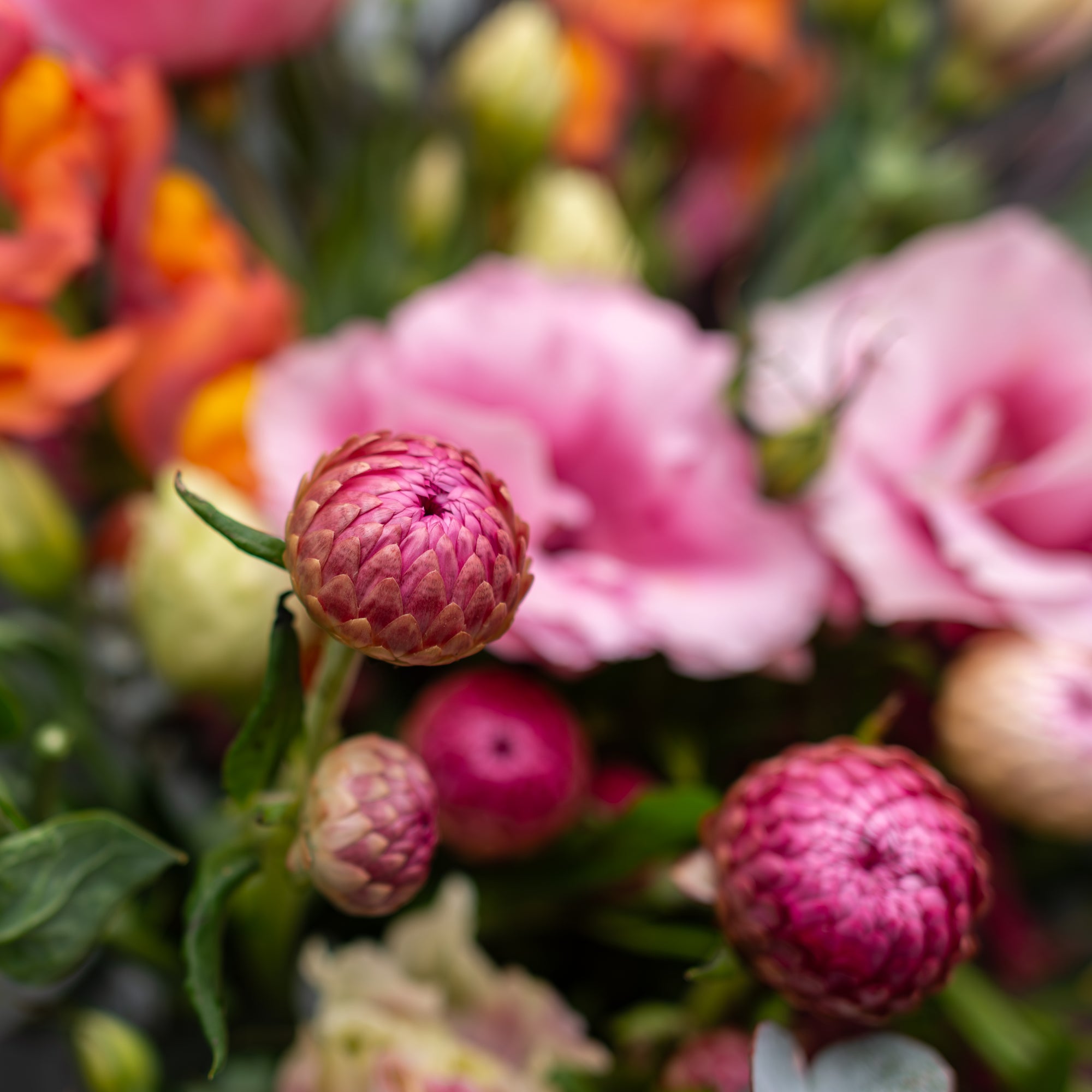 Wednesday's Pre-Order Posy