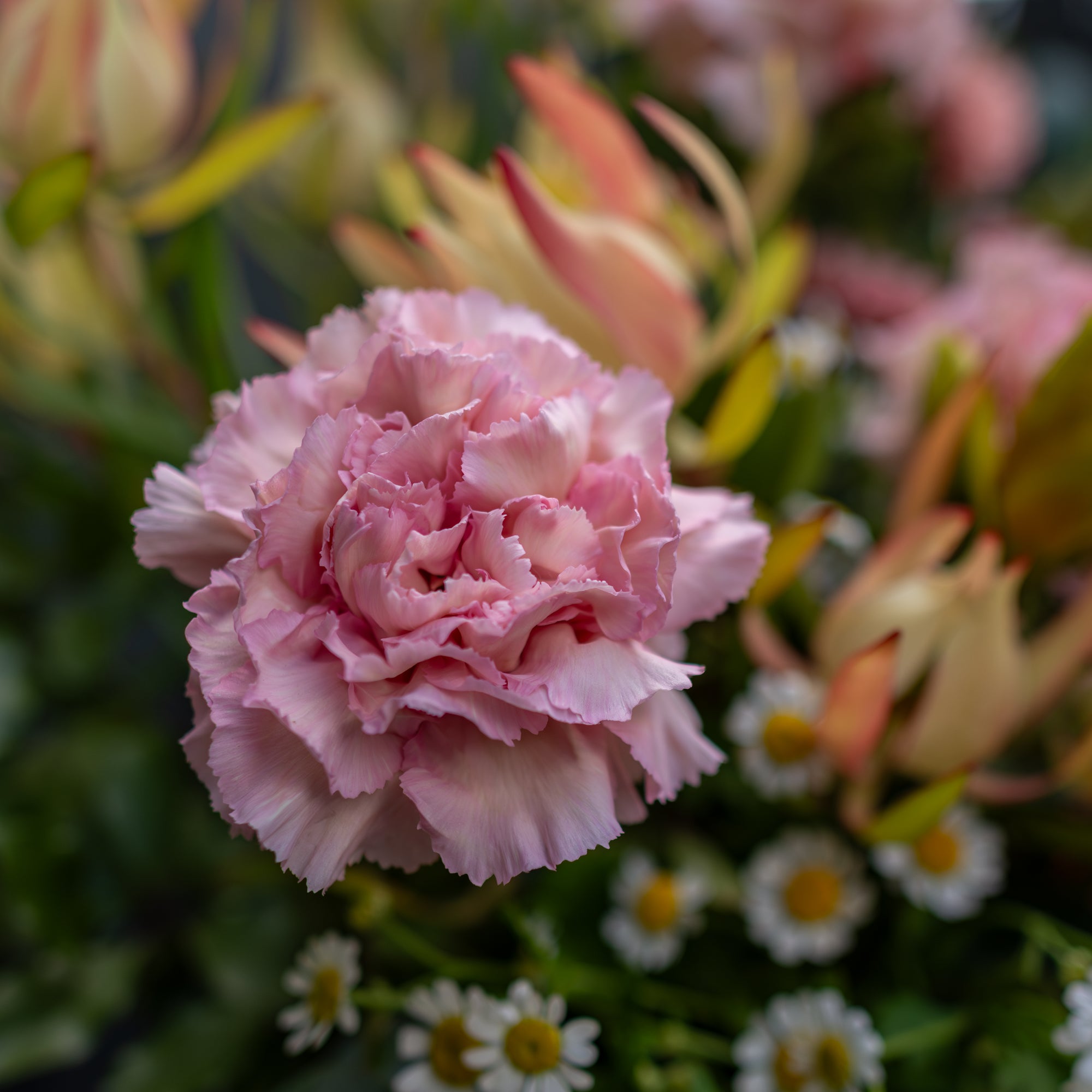 Wednesday's Posy