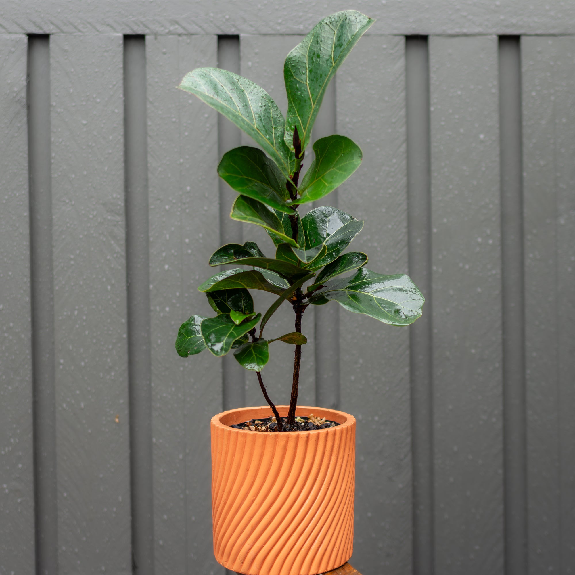 Potted plant (ficus) with green leaves in an orange pot