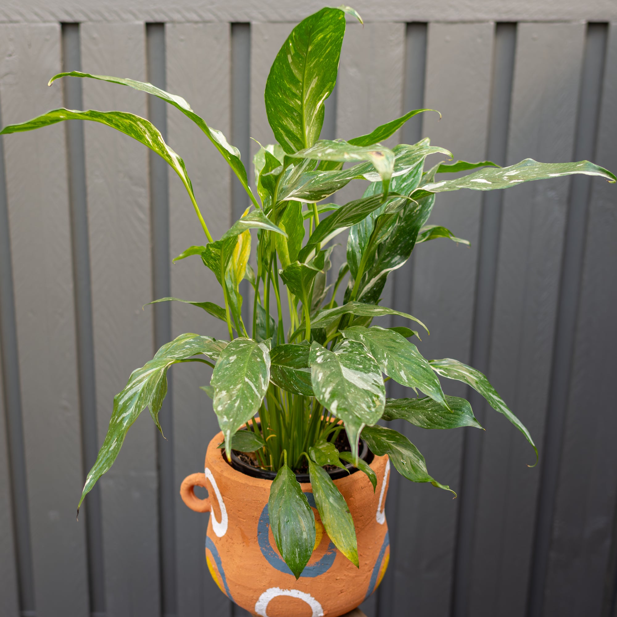 Peace Lily in Large Terracotta Pot