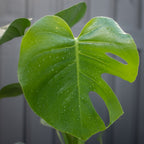 Monsteria Deliciosa