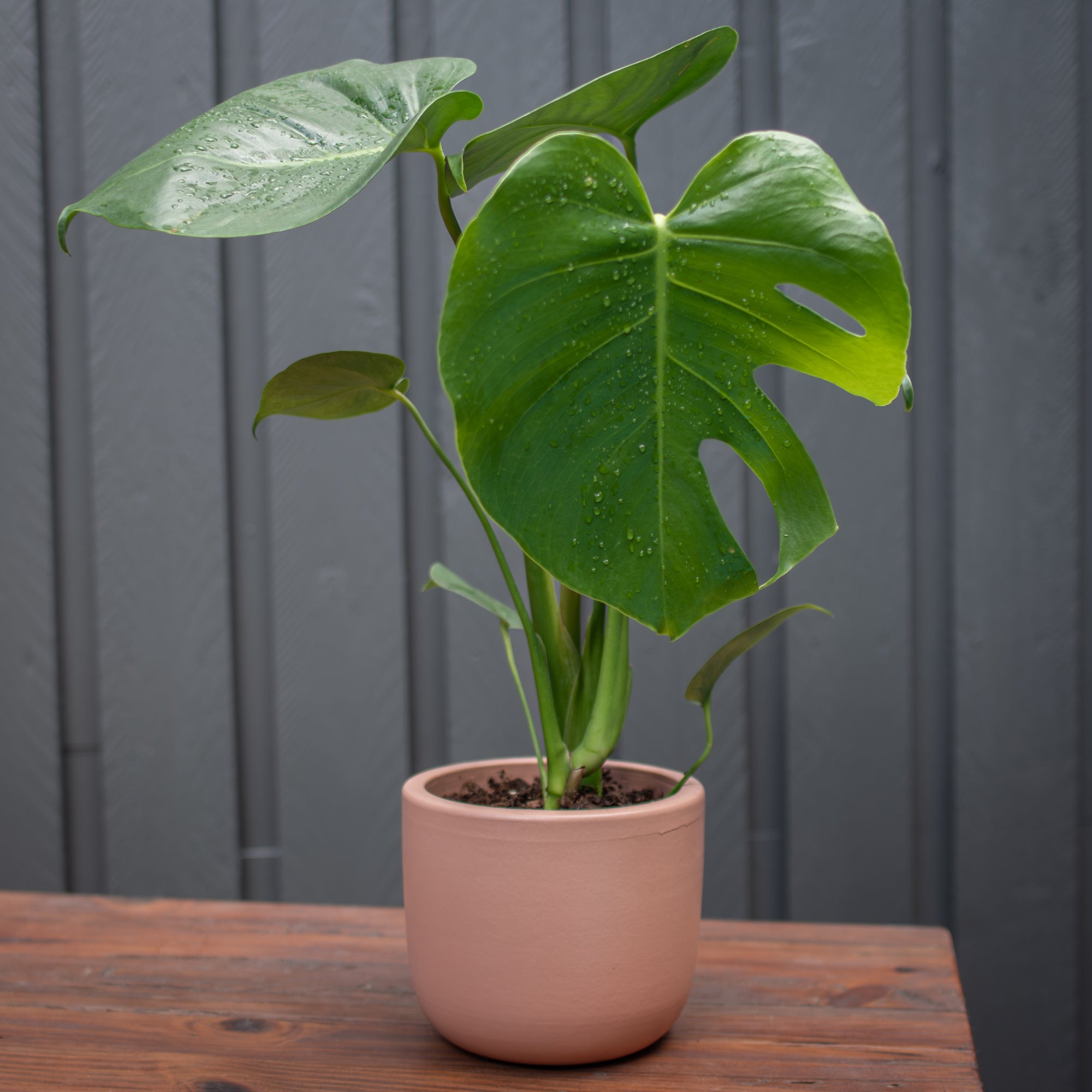 Monsteria Deliciosa