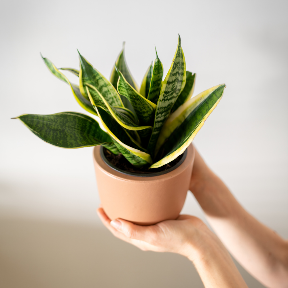Plant of the Week for a Future Date