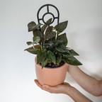 Syngonium Red Arrow