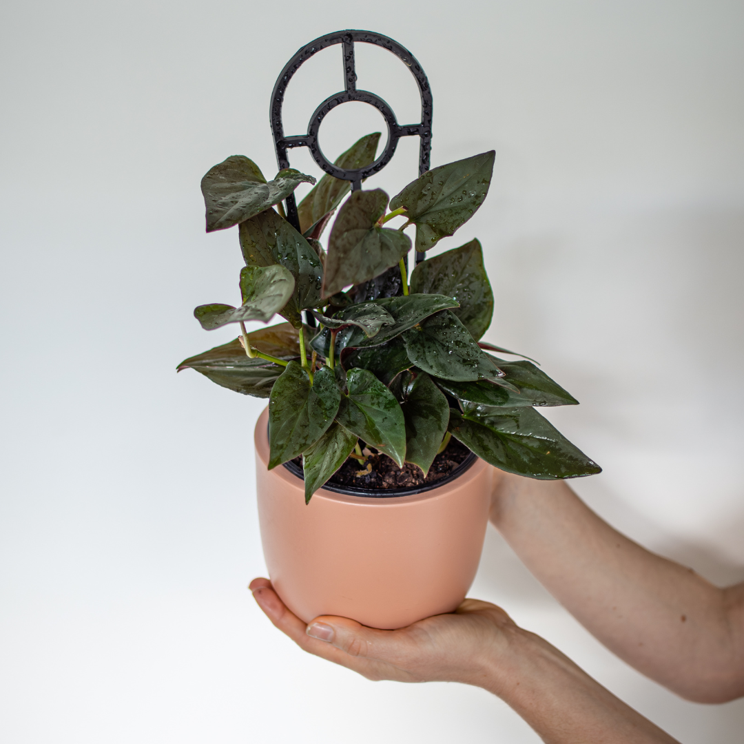 Syngonium Red Arrow