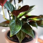 Syngonium Red Arrow