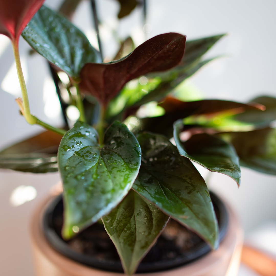 Syngonium Red Arrow