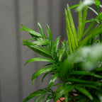 Parlor Palm in Neutral Textured Pot