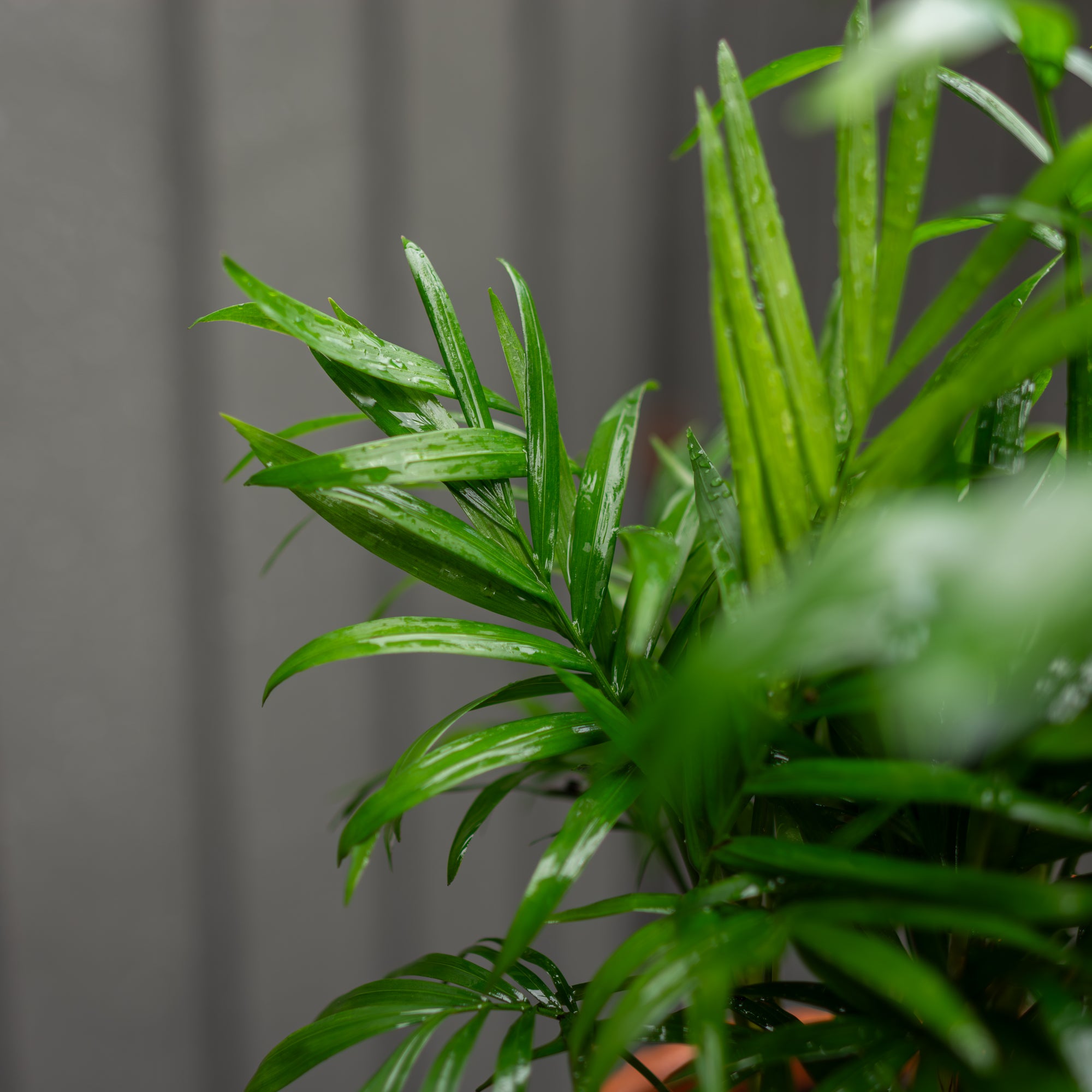 Parlor Palm in Neutral Textured Pot