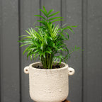 Potted plant in a textured pot against a gray background