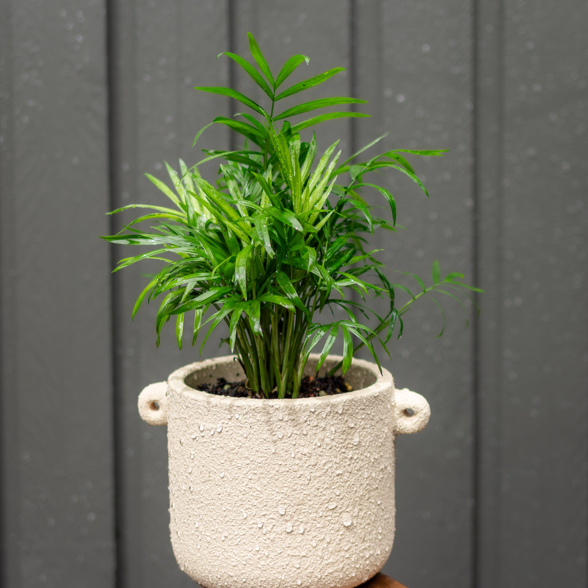 Potted plant in a textured pot against a gray background