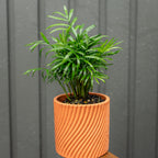 Potted plant in an orange pot 