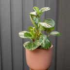 Variegated Peperomia
