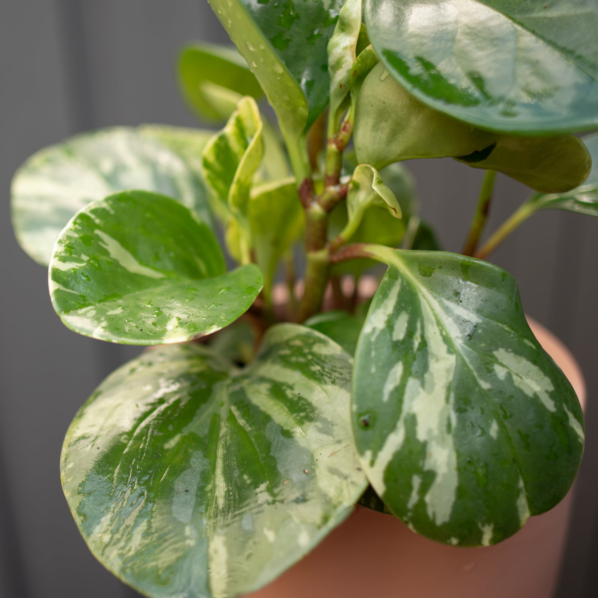 Variegated Peperomia