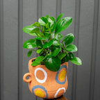 Potted plant in a decorative terracotta pot with colorful patterns 