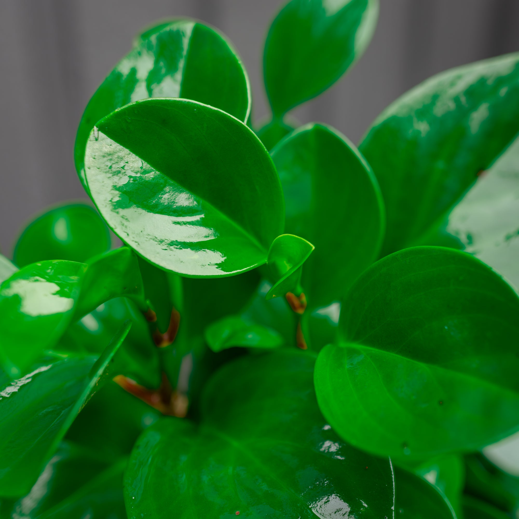 Peperomia in Terracota Large Pot