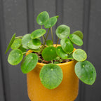 Potted plant with round green leaves in a yellow pot 