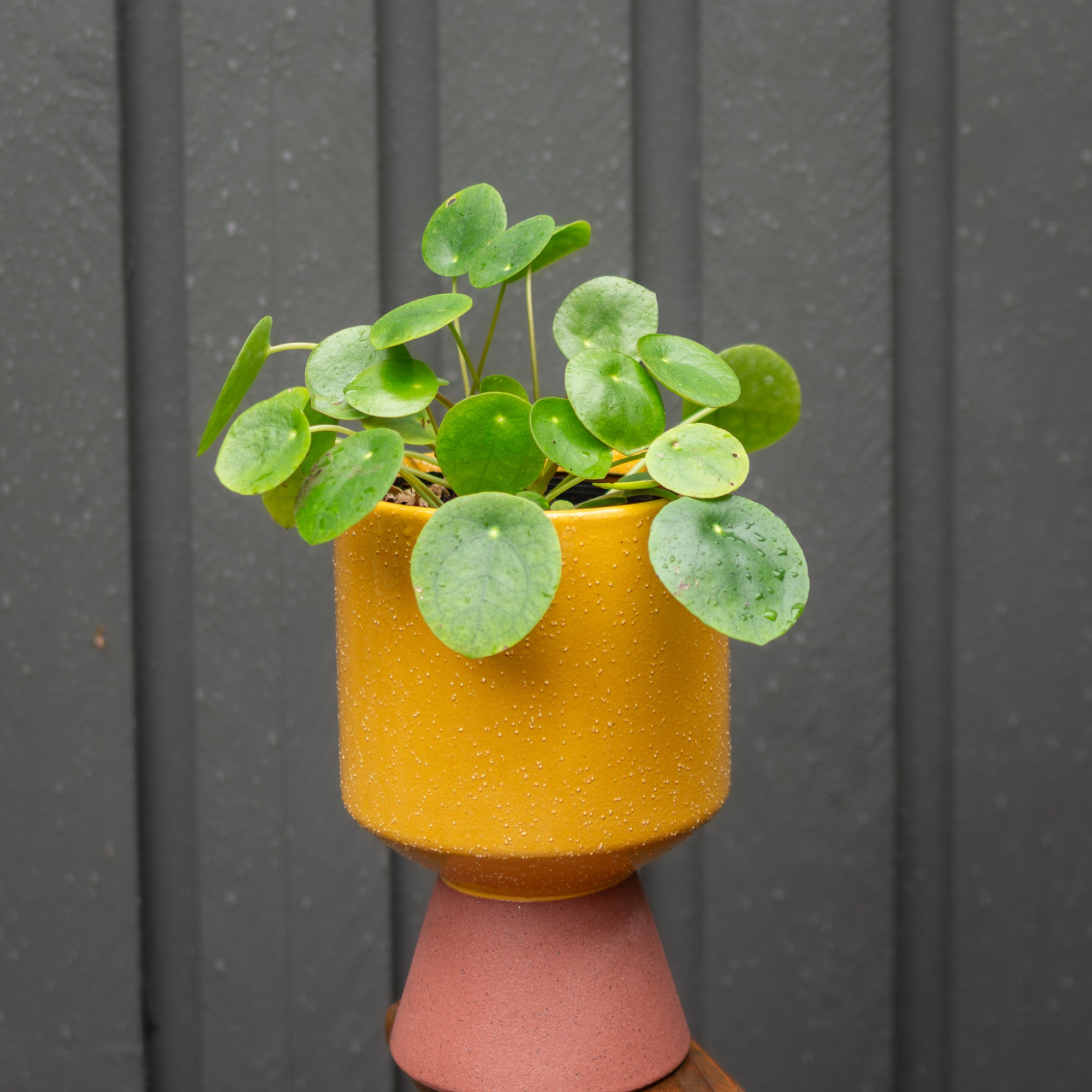 Potted plant with a yellow pot on a pink stand against a gray background