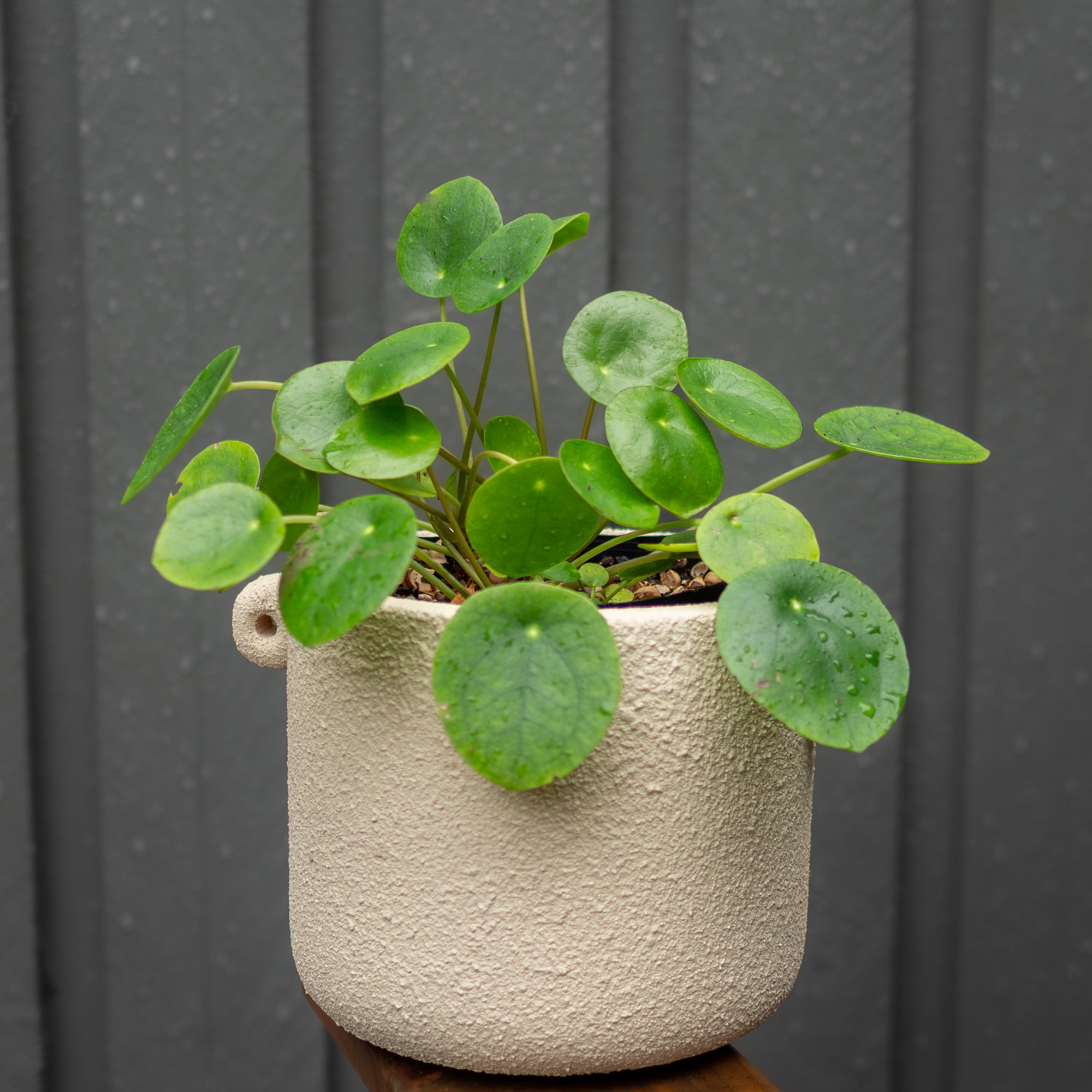 Potted plant with round green leaves in a textured beige pot against a dark background