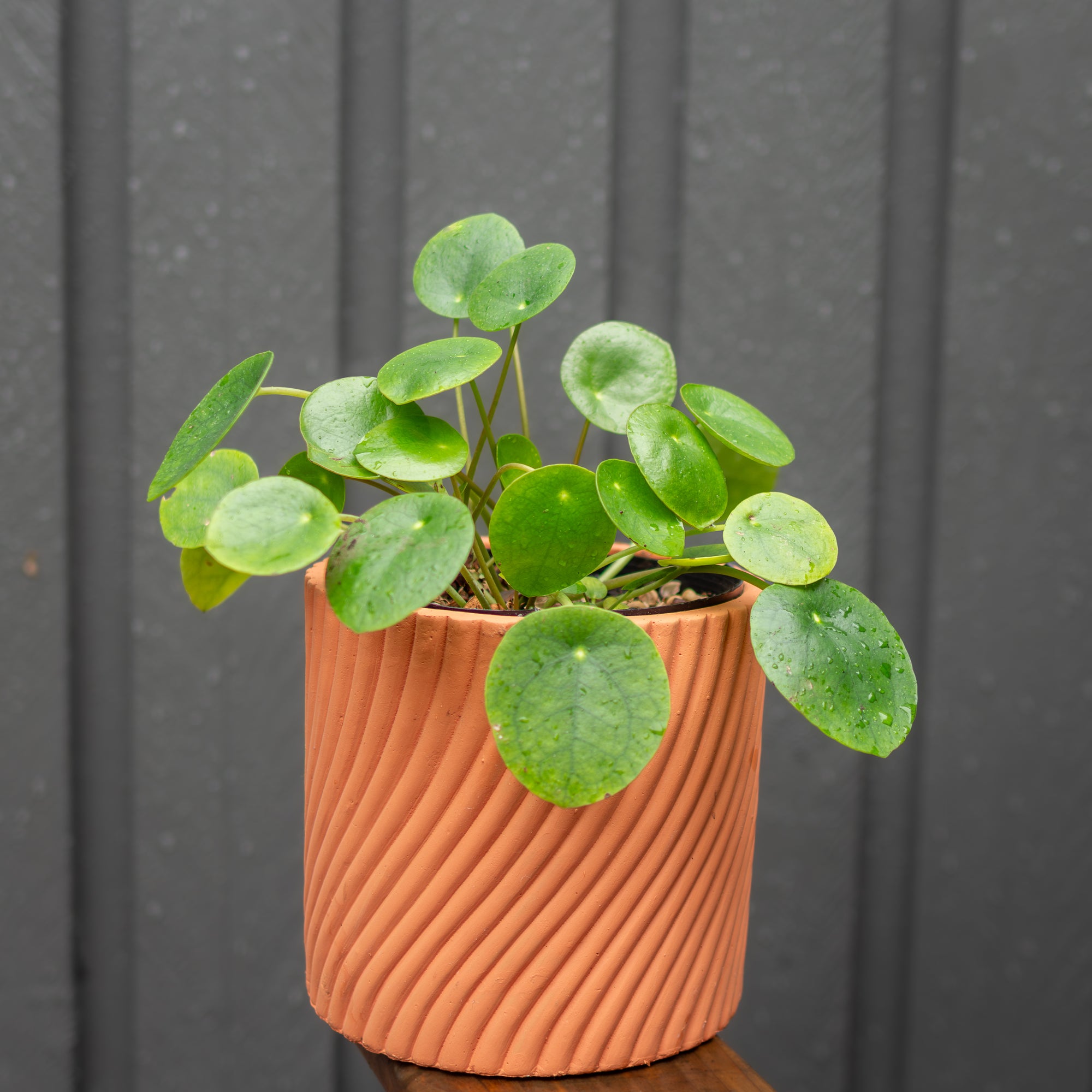 Potted plant with round green leaves in a terracotta pot against a dark background