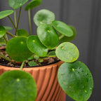 Pilea in Terracotta Textured Pot
