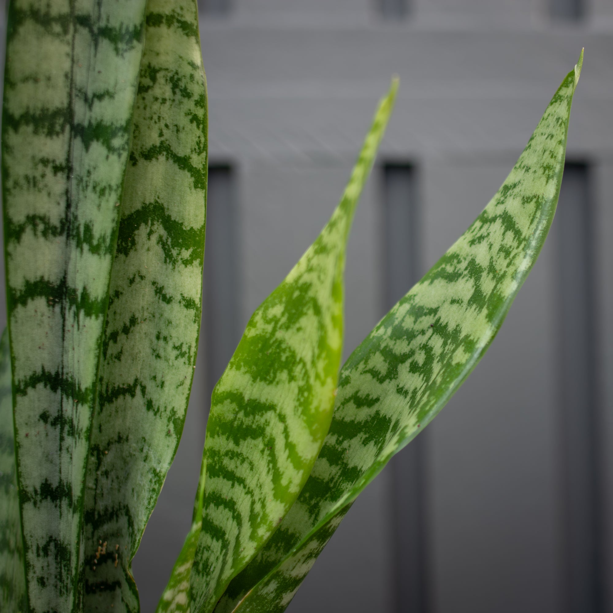 Sanseveria