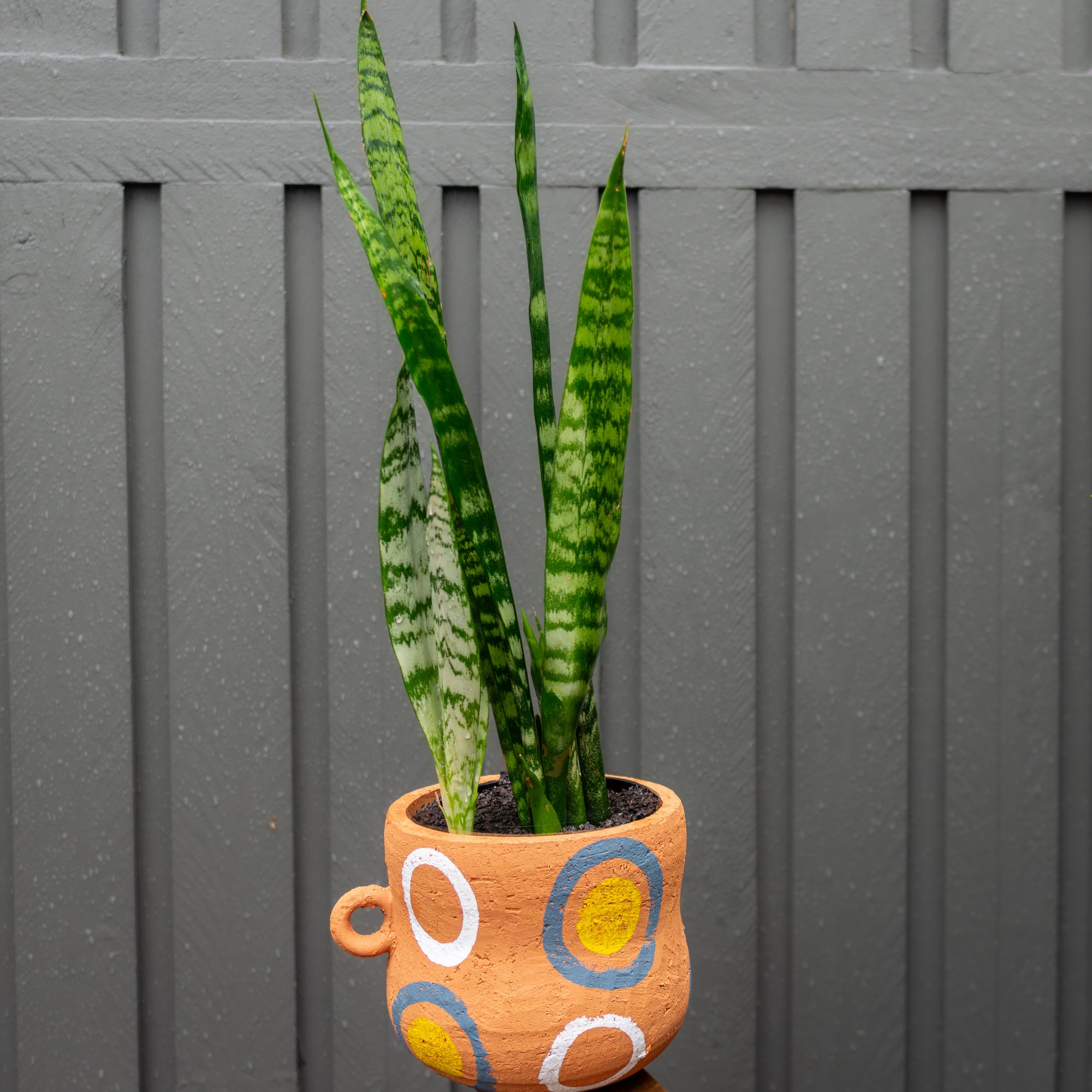 snake plant in terracotta Sanseveria in Large Terracotta Pot – Posy Daze