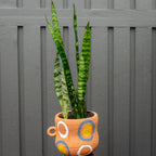 Potted snake plant in an orange pot with white and blue circular patterns