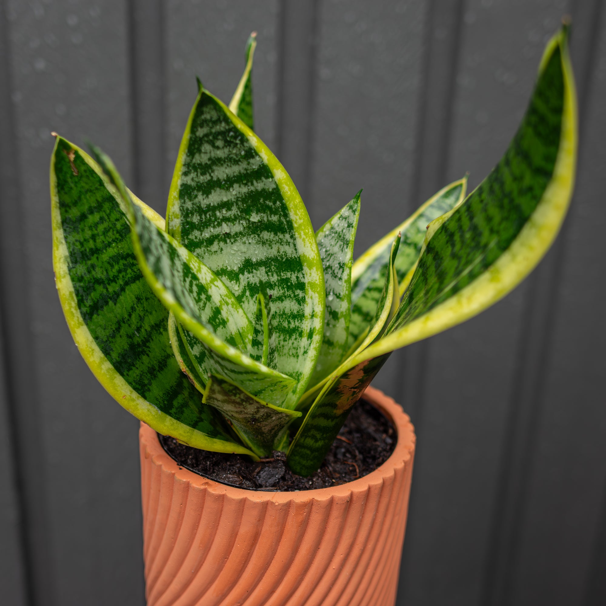 Potted snake plant with green and yellow leaves