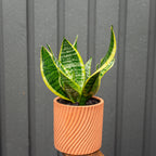 Potted snake plant in a terracotta pot