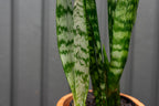 Sanseveria in Large Terracotta Pot