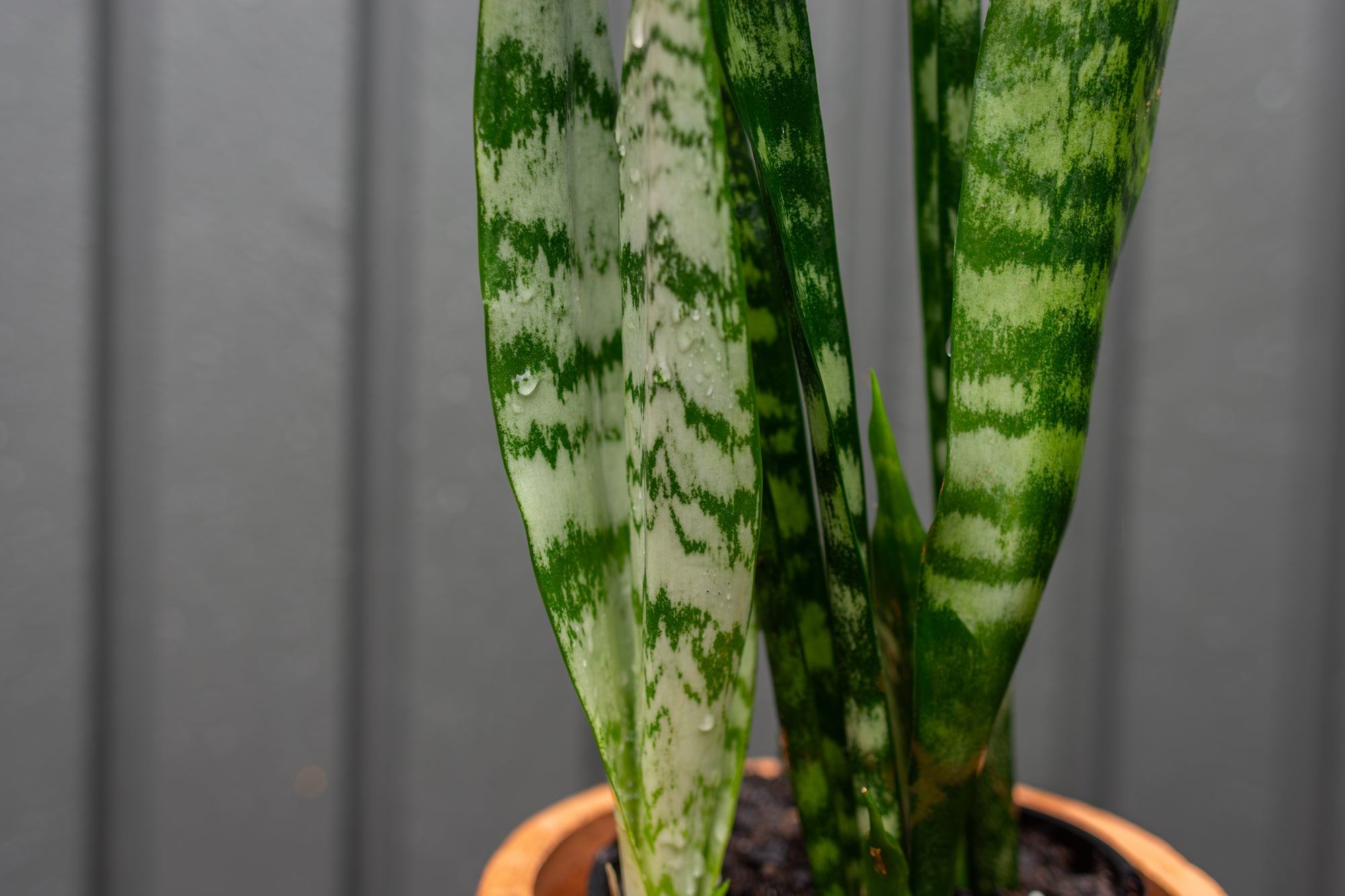 Sanseveria in Large Terracotta Pot