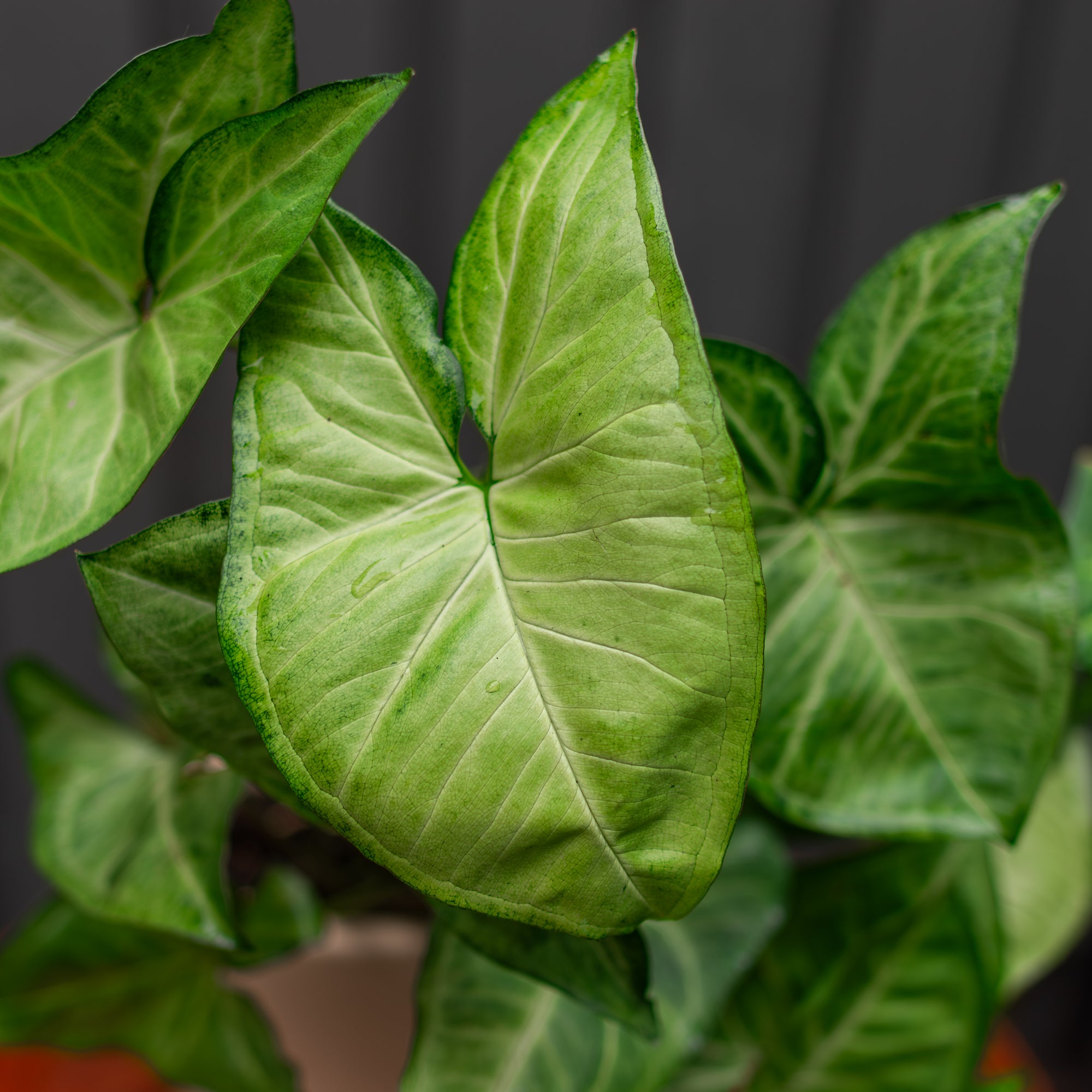 Syngonium