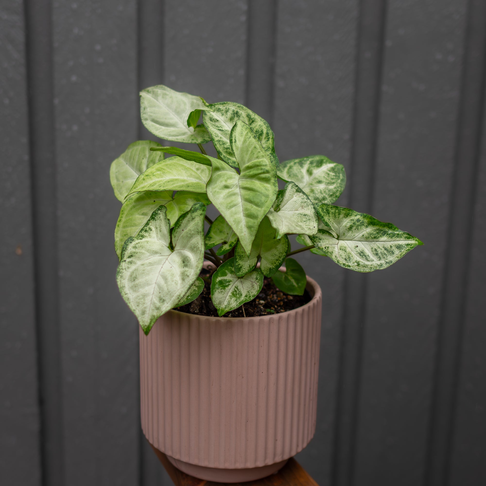 Potted plant with green leaves in a ribbed pink pot against a dark background